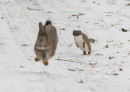 stoat chasing Rabbit 1